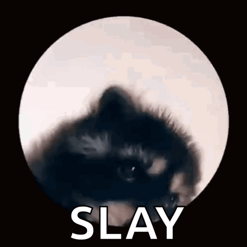 A Close Up Of A Black Cat In A Circle With The Word Slay Written Above It . GIF