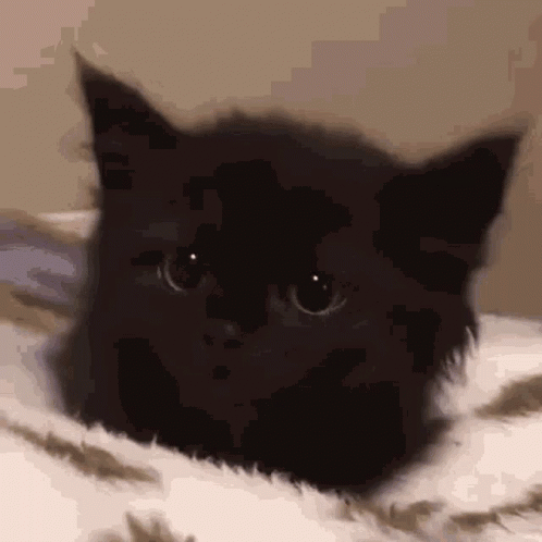 A Close Up Of A Black Cat Laying On A Bed Looking At The Camera . GIF