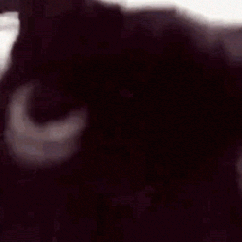 A Close Up Of A Black Cat Looking At The Camera With A White Background . GIF