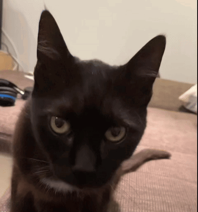 A Close Up Of A Black Cat 'S Face GIF