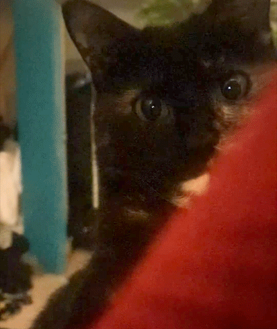 A Close Up Of A Black Cat 'S Face Looking At The Camera GIF