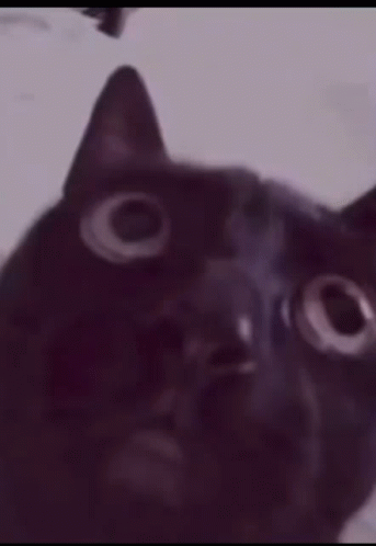 A Close Up Of A Black Cat 'S Face With A Blurry Background . GIF