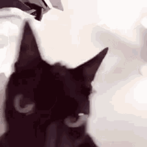 A Close Up Of A Black Cat 'S Face With A G On Its Face . GIF