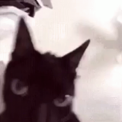 A Close Up Of A Black Cat 'S Face With A White Background . GIF