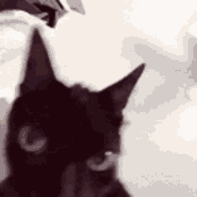 A Close Up Of A Black Cat 'S Face With A White Background . GIF