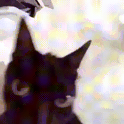 A Close Up Of A Black Cat 'S Face With A White G On Its Nose GIF