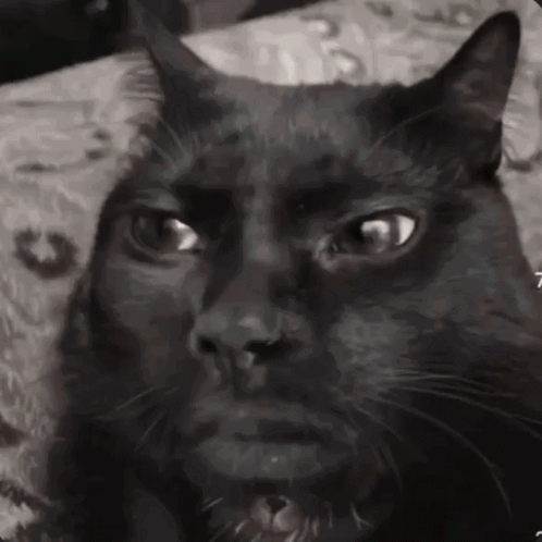 A Close Up Of A Black Cat 'S Face With The Number 7 Visible GIF