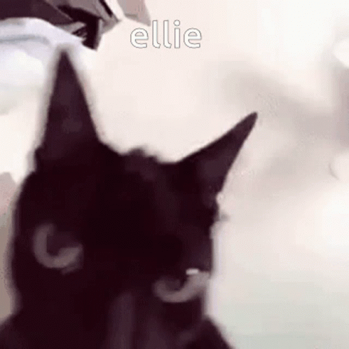 A Close Up Of A Black Cat 'S Face With The Word Ellie Above It . GIF
