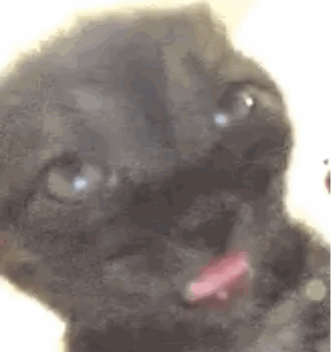 A Close Up Of A Black Cat With A Pink Tongue Sticking Out And Looking At The Camera . GIF