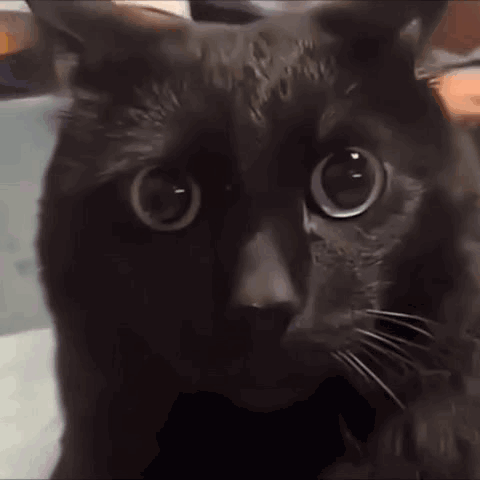 A Close Up Of A Black Cat With Big Eyes Looking At The Camera . GIF