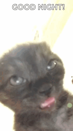 A Close Up Of A Black Cat With Its Tongue Out And The Words `` Good Night '' Above It . GIF