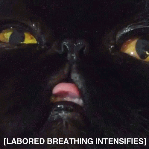 A Close Up Of A Black Cat With The Words Labored Breathing Intensifies GIF
