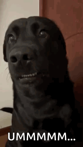 A Close Up Of A Black Dog Making A Funny Face And Saying Ummmmm . GIF