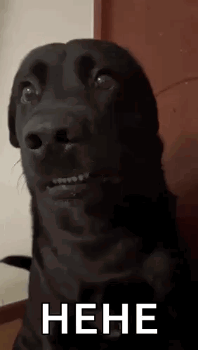 A Close Up Of A Black Dog Making A Funny Face With The Words ` ` Nene ' ' Written Below It . GIF