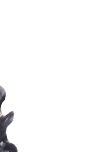 a close up of a black dog 's head against a white background