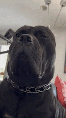 A Close Up Of A Black Dog Wearing A Collar With The Letter C On It GIF