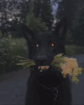 a close up of a black dog with a bunch of flowers in its mouth