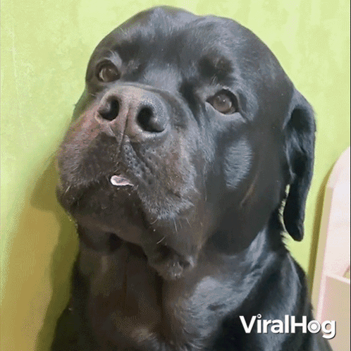 A Close Up Of A Black Dog With A Green Background And The Words Viralhog On The Bottom Right GIF