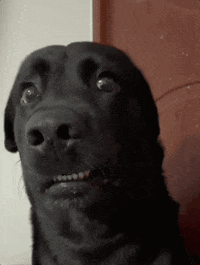 A Close Up Of A Black Dog With A Surprised Look On His Face GIF