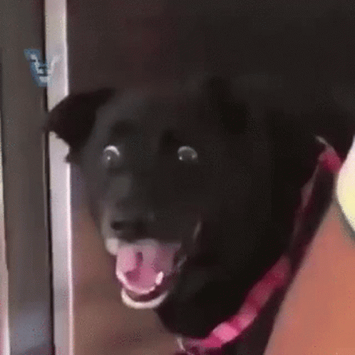 a close up of a black dog with its mouth open and a surprised look on its face .