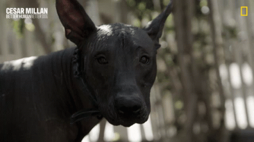 A Close Up Of A Black Dog With The Caption Cesar Millan Better Human Better Dogs GIF