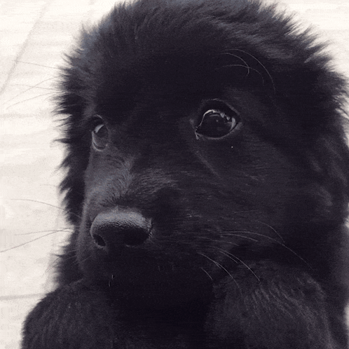 A Close Up Of A Black Furry Puppy Laying Down GIF