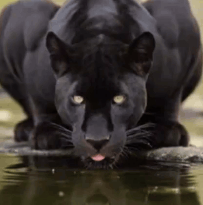 A Close Up Of A Black Panther Drinking Water From A Pond . GIF