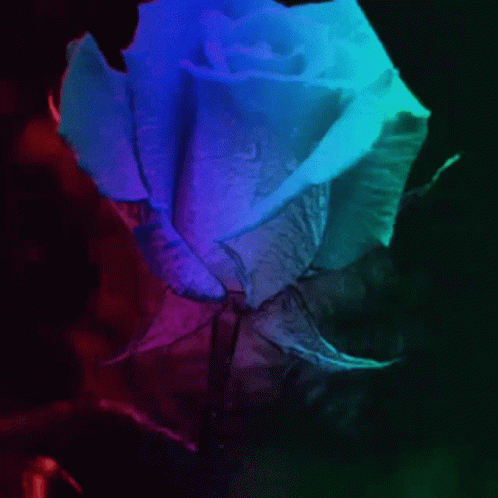A Close Up Of A Blue And Purple Rose With Water Drops On It GIF