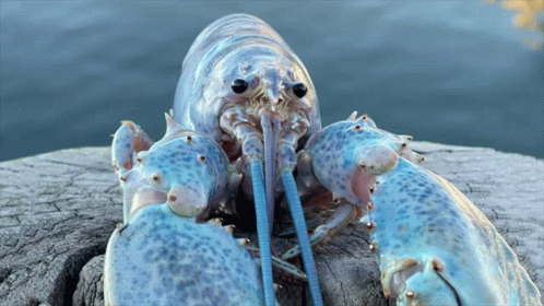 A Close Up Of A Blue Lobster On A Rock Near The Water GIF