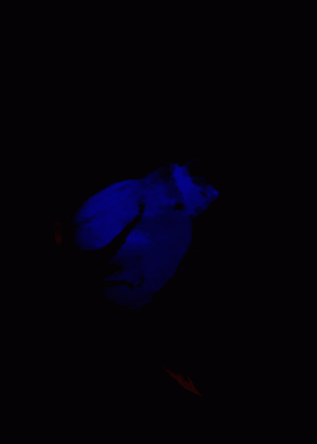 A Close Up Of A Bright Blue Rose On A Black Background GIF