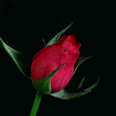 A Close Up Of A Bright Pink Rose With A Black Background GIF