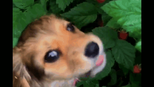 A Close Up Of A Brown And Black Dog Looking Up At Something GIF