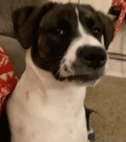 A Close Up Of A Brown And White Dog Sitting On A Couch . GIF