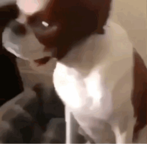 A Close Up Of A Brown And White Dog Standing On A Table . GIF