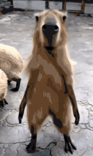 A Close Up Of A Brown Animal Standing On Its Hind Legs Looking At The Camera GIF