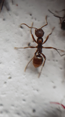 A Close Up Of A Brown Ant On A White Background GIF