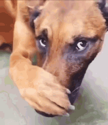 A Close Up Of A Brown Dog Covering Its Mouth With Its Paw . GIF