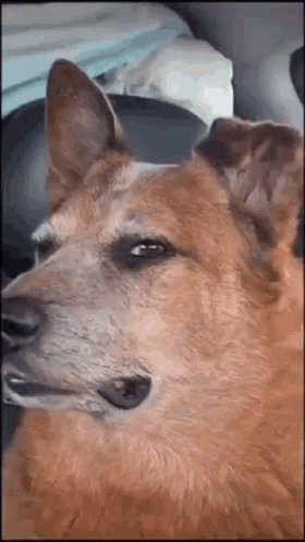 Brown Dog Sitting In Car Seat GIF