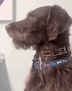 A Close Up Of A Brown Dog Wearing A Collar And Looking At The Camera . GIF