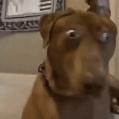 A Close Up Of A Brown Dog Wearing A Headband Looking At The Camera . GIF