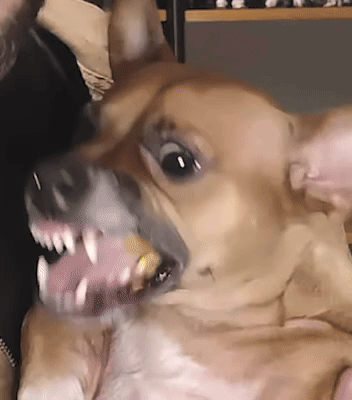 a close up of a brown dog with its mouth open