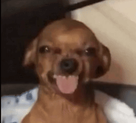 A Close Up Of A Brown Dog With Its Tongue Out . GIF