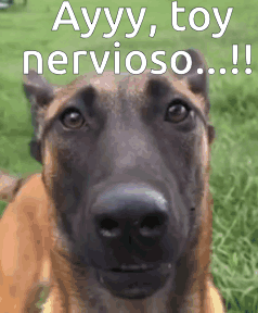 A Close Up Of A Brown Dog With The Words Ayyy Toy Nervioso Written On It GIF
