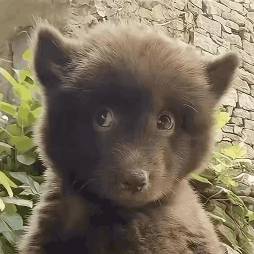 A Close Up Of A Brown Furry Animal Looking At The Camera . GIF