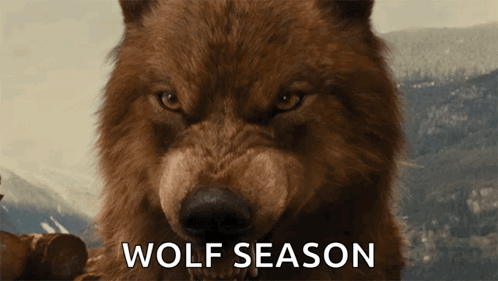 A Close Up Of A Brown Wolf With The Words Wolf Season Written Below It GIF