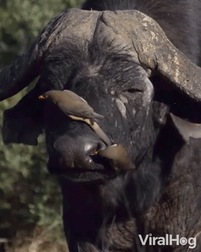 a close up of a buffalo with a bird on it 's nose and the words viralhog below it