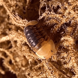 A Close Up Of A Bug Crawling On A Pile Of Sphagnum Moss GIF