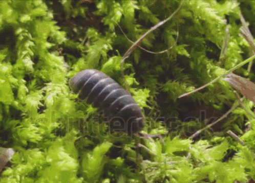 A Close Up Of A Bug In The Moss With The Word Shutterstock Visible GIF