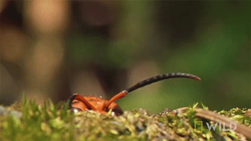 A Close Up Of A Bug On A Mossy Surface With National Geographic Wild Written On The Bottom GIF