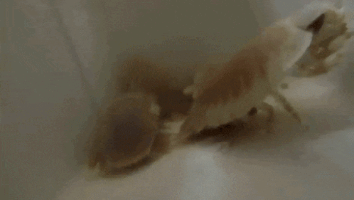 A Close Up Of A Bug On A White Background GIF